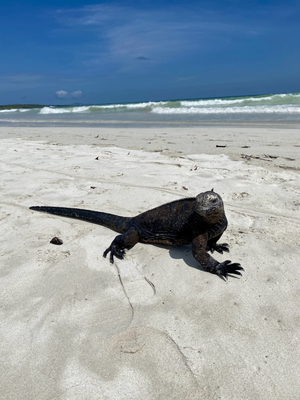 Tortuga Bay Beach