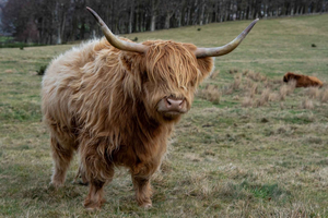 Edinburgh: Highland Cow Hike