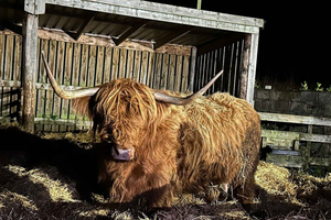 Edinburgh: Private Highlands & Loch Ness Day Voyage