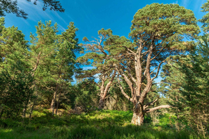 Edinburgh: Scottish Highlands Walking Day Tour with Guide