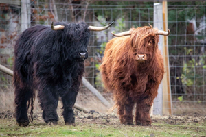 Eintrittskarte für den Zoo von Edinburgh