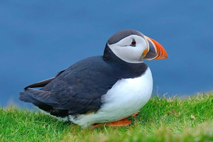 From Edinburgh: 6-Day Shetland & Nothernmost Explorer