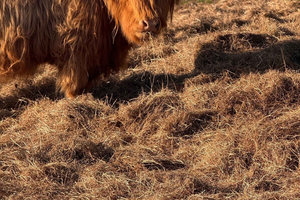 Highland Cow Farm Experience with Transfer