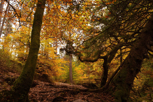 Highland Perthshire Full-Day Tour with Guide