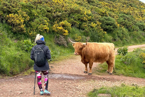 Hills, heather & Highland cows: Hiking in the Pentlands
