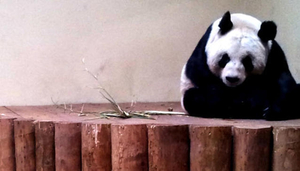 Edinburgh Zoo