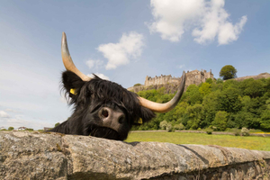 Da Edimburgo: Tour del Loch Lomond, del Castello di Stirling e delle Kelpies