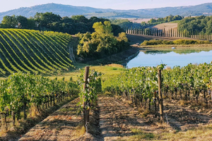 Fra Firenze: Chianti-vinsmagning ved solnedgang dagsudflugt