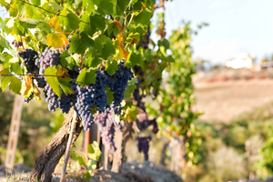 Desde Florencia: tour enológico de medio día por Chianti con degustación