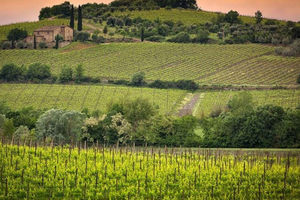 Depuis Florence : visite privée des vignobles de Montalcino et Montepulciano