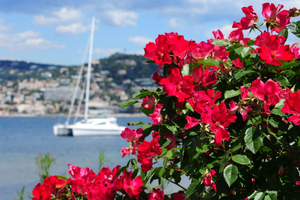 Cannes: Prywatna wycieczka do Grasse, Antibes i St. Paul de Vence