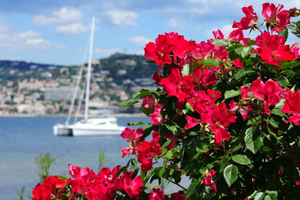 Au départ de Cannes : Excursion à Grasse, Antibes, St PauldeVence