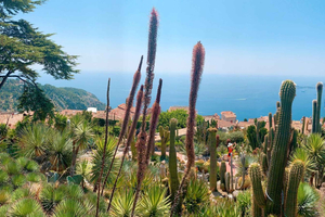Monaco & Eze: Half-day tour with private car & local guide
