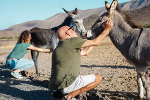 Fuerteventura Aloe & Olivo Tour with Optional Lunch