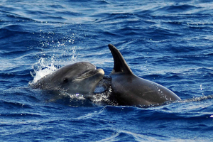 Fuerteventura: Catamarán navegación a vela y delfines.