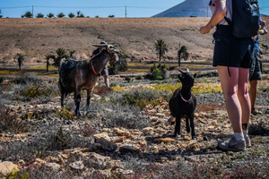 Fuerteventura: Guided Trekking Tour with Island Goats