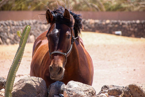 Horseback Riding to the Cliffs of El Cotillo