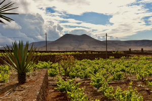 Join us for a guided tour of the Conatvs winery and enjoy a wine tasting in Spanish