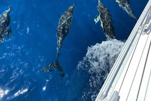 Morro Jable: Sailing Boat Excursion with Food and Drinks