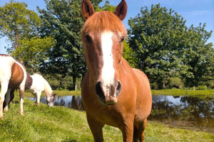 A Coruña: Countryside Horseback Ride, 2 Hours