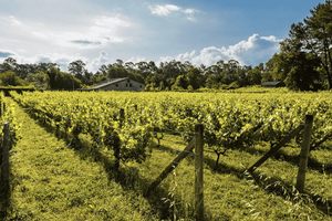 Galicia: Bodega Corisca Winery Tour and Wine Tasting