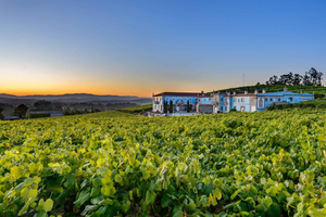 Granbazán Winery: Guided Tour and Wine Tasting