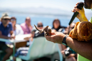 Octopus Route with food tasting in the Ría de Pontevedra