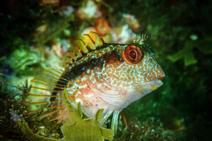 Scuba Diving Baptism in Burela