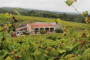 Visit to the Adegas Valmiñor winery and tasting