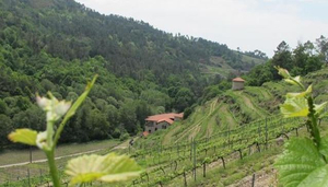 Bodega Pazo Lodeiro