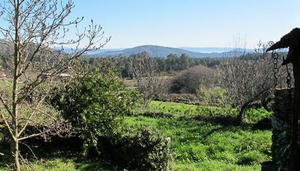 Millo Verde