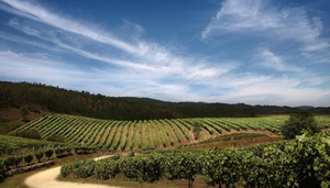 The Ruta do Viño Rias Baixas
