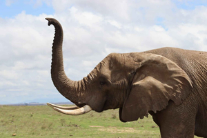 5 Day Garden Route & Addo Safari tour