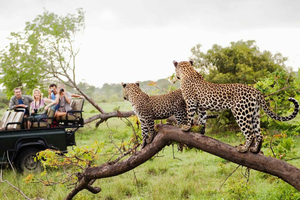 5-Day South Africa Tour: Cape Town, Safari, and Garden Route