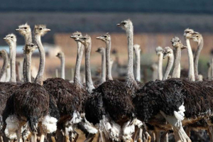 Cape Town: 3-Day Garden Route Safari with Safari & Caves