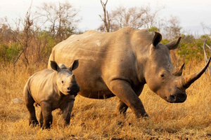 From Durban: 5-Day Whale Route, Hiking & Safari Tour
