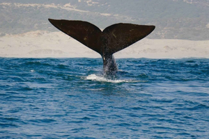 Garden Route Tour to Cape Town [5-days] :Port Elizabeth