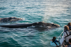 Knysna: Close Encounter Whale Watching Tour by Boat