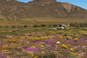 Knysna: Oudtshoorn Cango Caves and Ostrich Tour