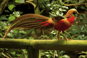 Monkeyland, Birds of Eden, Jukani – Tierheime