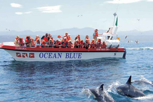 Plettenberg Bay: Dolphin and Marine Boat Tour