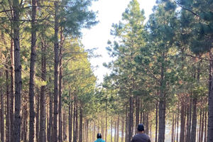 Plettenberg Bay: Guided Electric Quad Tour in the Forest