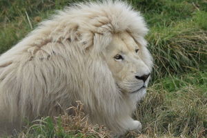 Plettenberg Bay: Tour guidato dei gatti selvatici e della fauna selvatica