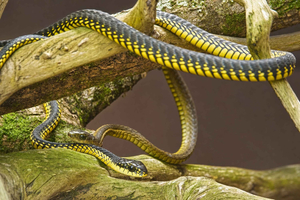 The Crags: Lawnwood Snake Sanctuary Guided Tour