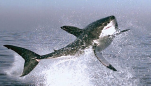 Cage Diving with Great Whites