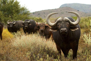 Adventurous Autumn: Thrilling Experiences in Garden Route