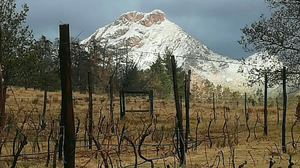 Herold Wines
