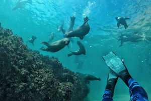 Plettenberg Bay: Swim with Seals
