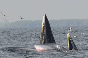 Plettenberg Bay: Whale Watching Boat Cruise
