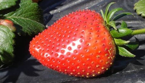 Redberry Farm